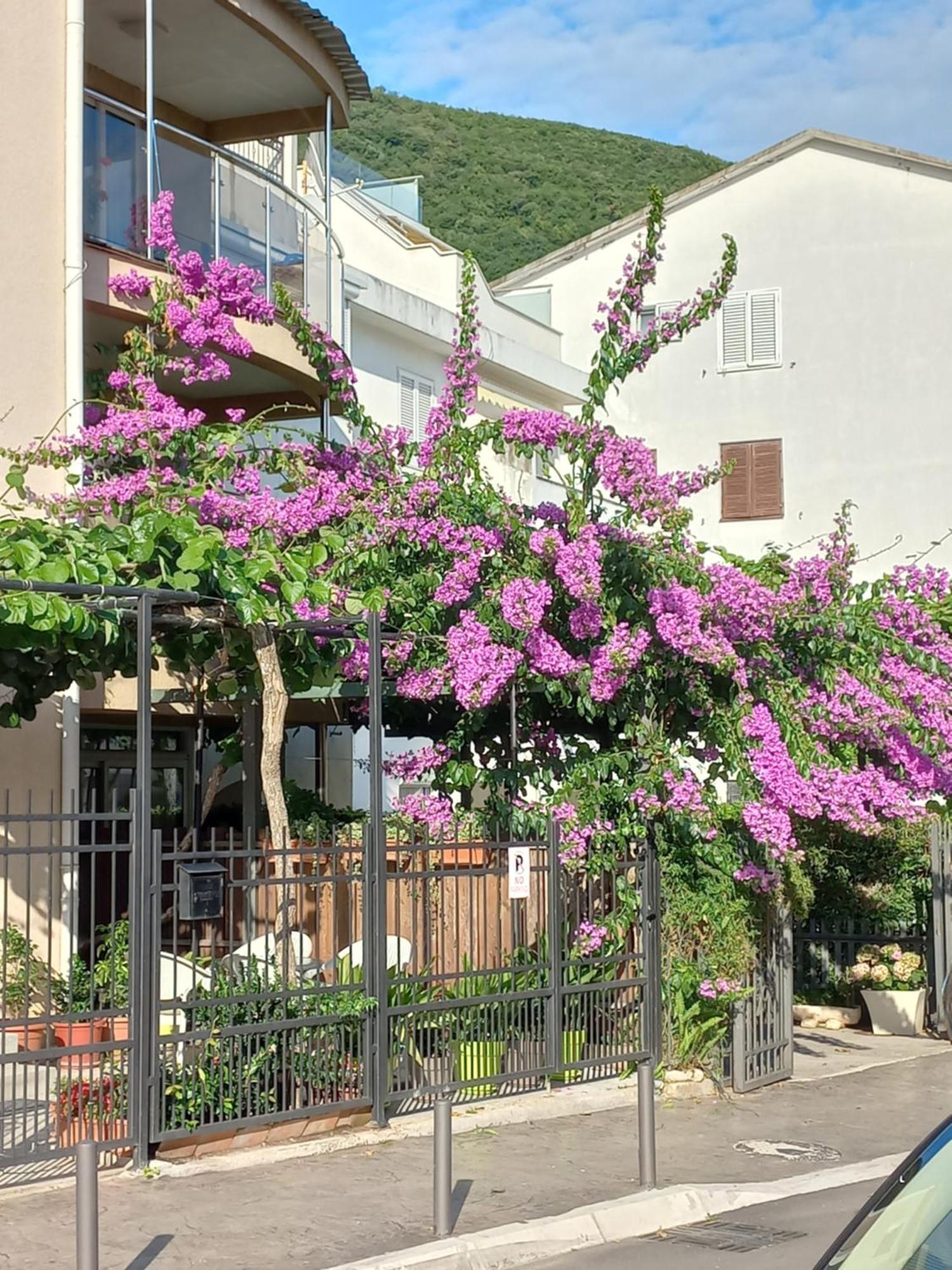 Egon Apartments Budva Bagian luar foto